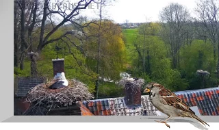 Webcam at the stork shelter in Herwijnen