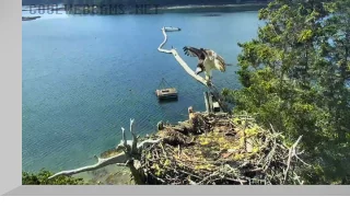Webcam at the Osprey Nest on Hog ​​Island