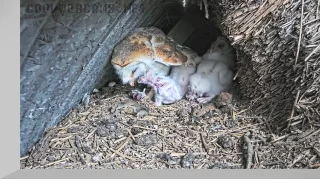 Webcam in the barn owl nest in Duhallow, Ireland