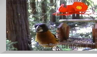 Ivy's Bird Feeder Cam