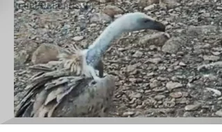 Webcam at the vulture feeding station in the Judean Desert