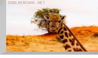 Webcam at a watering hole in the Kalahari Desert, Namibia