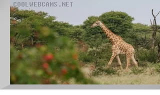 Webcam at a watering hole in Kambaku Nature Reserve, Namibia