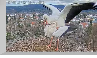 Webcam at a stork nest in the municipality of Kirchzarten, Germany