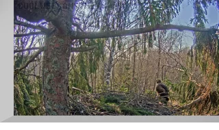 Webcam at the nest of the Lesser Spotted Eagle, Latvia