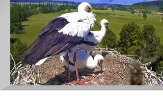 Webcam at the storks nest, Lindheim, Germany