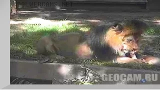 Lion webcam