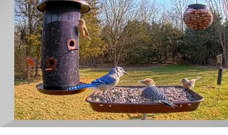 Bird Feeder Webcam, Gettysburg, PA