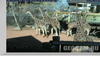 Live Giraffe web cam
