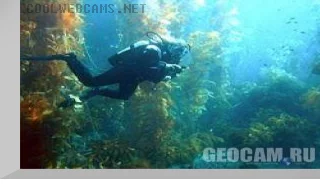 Live Kelp Cam