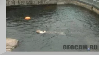 Live Sea Otter Cam