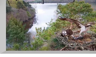 Osprey nest webcam on Laws lake, Scotland