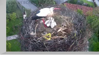 Webcam at the nest of white storks, Magyarfenes village, Romania