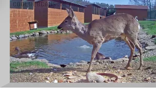 Webcam at the pond of Makov Center