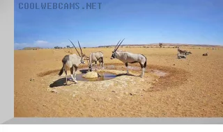 Webcam at a watering hole in the Namib Desert, Namibia