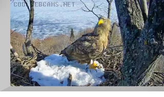 Webcam at the nest of the eastern imperial eagle in the National Park «Nizhnyaya Kama»