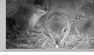 Oamaru Blue Penguin Nest Webcam