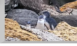 Oamaru Blue Penguin Colony Live Cam