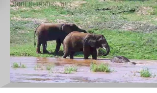 PTZ webcam on Olifants River, Limpopo Province