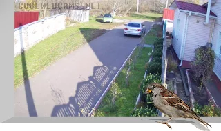 Webcam on Osinkovaya street, Knyazhichi village, Kyiv region