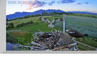 Osprey Nest Webcam