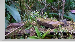 Panama Fruit Feeder Webcam at Canopy Lodge