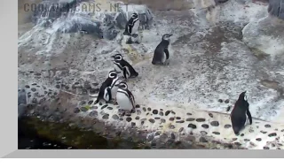 Penguin Habitat Webcam