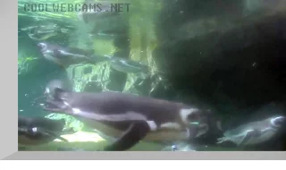 Penguin Habitat Webcam