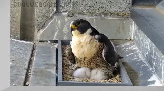 Webcam at the peregrine falcon nest, Melbourne