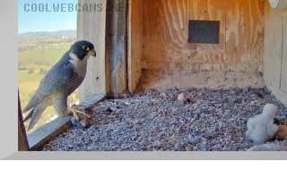 Peregrine falcon nest webcam, Orange