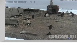 Penguin Webcam 1, Antarctica