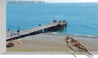 Pitsunda webcam