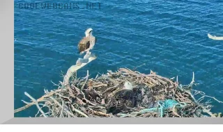 Osprey nest webcam in Port Lincoln, South Australia