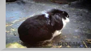 Rabbit Webcam 1