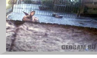 Rabbit Webcam 3