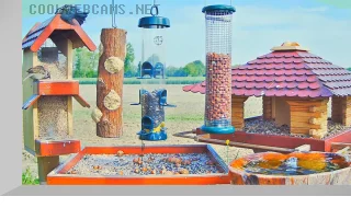 Webcam at bird feeders in Recke, Germany