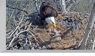 Bald eagles nest webcam, Redding, California