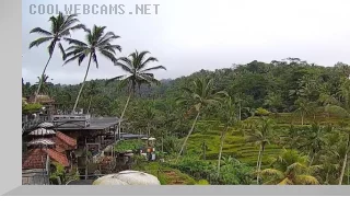 Webcam at Rice Terrace Cafe, Tegallalang, Bali