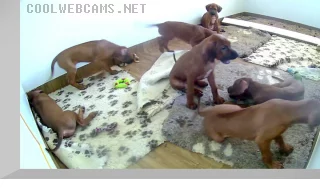Rhodesian Ridgeback puppies online