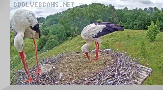 Webcam at storks' nest in Riga