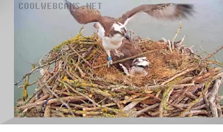 Webcam at the osprey nest in Rutland county, England