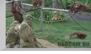 San Diego Zoo Ape Cam