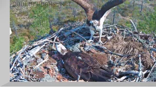 Osprey Nest Webcam, Satakunta, Finland