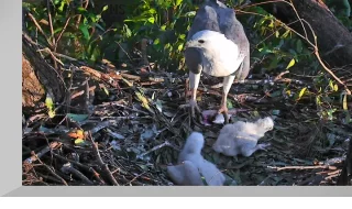 Sea Eagle nest webcam, Sydney