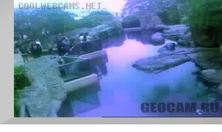 SealCam at the Waikiki Aquarium