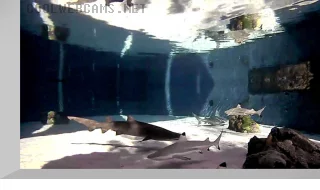 Shark Lagoon Webcam