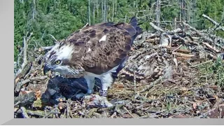 Osprey nest webcam №2 in Estonia