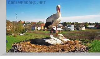 Webcam in the stork nest in Stary Slavatsineke