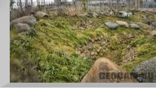 Snow Leopard Webcam