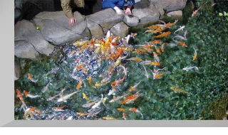 Oceanarium «Sochi Discovery World Aquarium» Carps